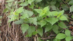 Urtica dioica