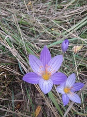 Crocus speciosus