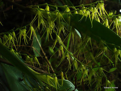 Trichosalpinx arbuscula