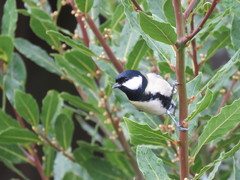 Parus major