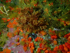 Flustra