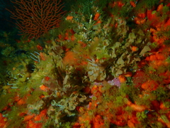 Flustra