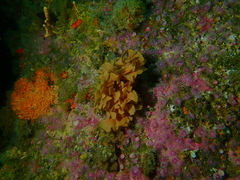 Flustra