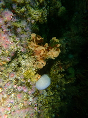 Flustra