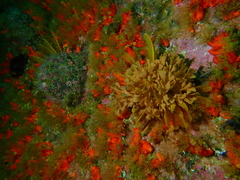 Flustra