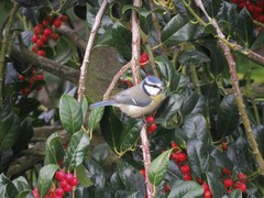 Cyanistes caeruleus