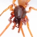 Lesser Woodlouse Spider - Photo (c) Marie Lou Legrand, some rights reserved (CC BY-NC), uploaded by Marie Lou Legrand