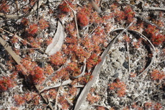Drosera roseana