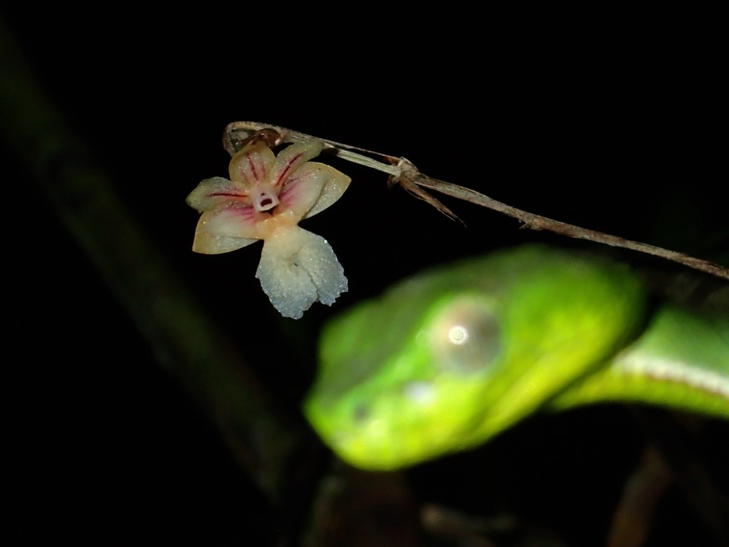 Dendrobium sabahense J.J.Wood