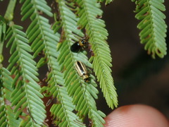 Monolepta subsuturalis