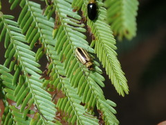Monolepta subsuturalis