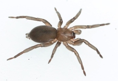 Haplodrassus
