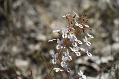 Stylidium spinulosum