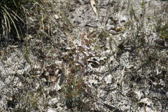 Stylidium spinulosum