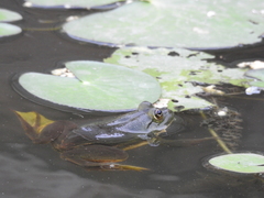 Euphlyctis hexadactyla