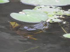 Euphlyctis hexadactyla