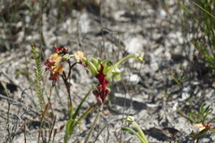 Anigozanthos bicolor decrescens