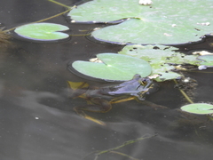 Euphlyctis hexadactyla