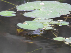 Euphlyctis hexadactyla