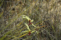 Anigozanthos bicolor decrescens