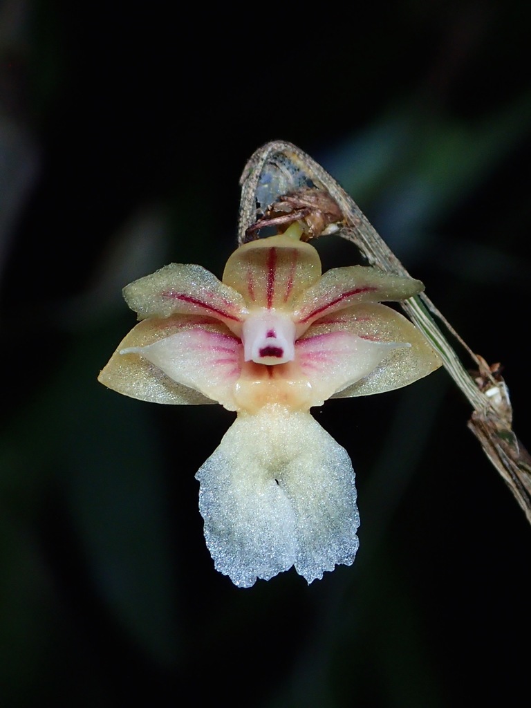 Dendrobium sabahense J.J.Wood 2