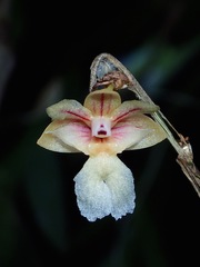 Dendrobium sabahense