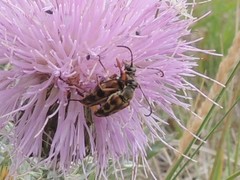 Typocerus octonotatus