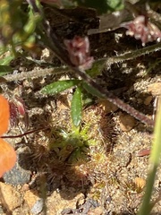 Drosera platystigma