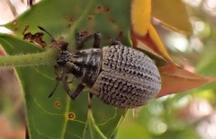 Catasarcus transversalis