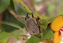 Catasarcus transversalis