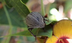 Catasarcus transversalis