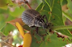 Catasarcus transversalis