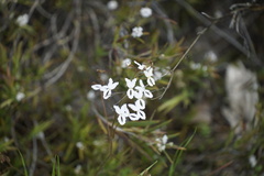 Stylidium spinulosum