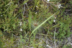 Stylidium spinulosum