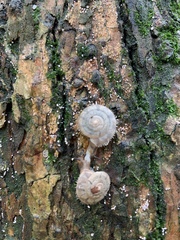 Plectotropis trichotropis