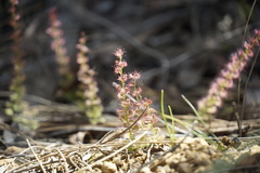 Drosera platypoda