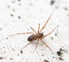 Lepthyphantes leprosus