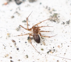 Lepthyphantes leprosus