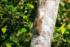 Sundasciurus jentinki