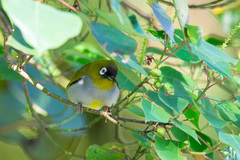 Zosterops atricapilla