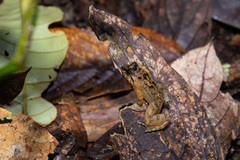 Limnonectes asperatus