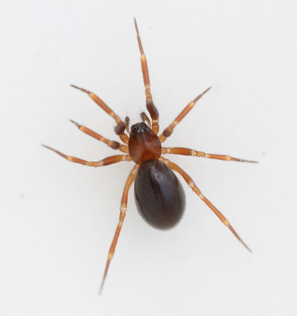 Web Weaver Insect Small Sheet-web Weaver from Arques, France on December 26, 2016 at 02: ...