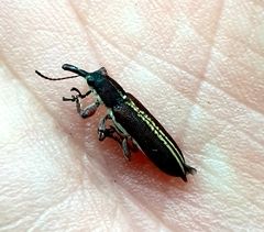Rhinotia melanocephala