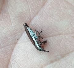 Rhinotia melanocephala