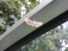 Parapoynx villidalis
