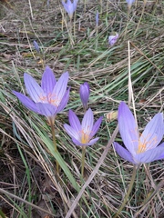 Crocus speciosus
