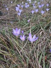 Crocus speciosus
