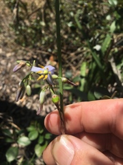 Dianella crinoides