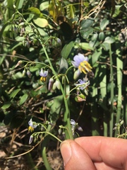 Dianella crinoides
