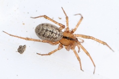 Stemonyphantes lineatus